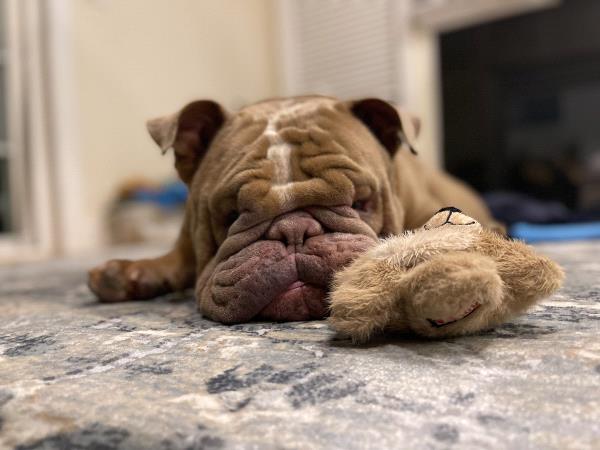 /Images/uploads/Long Island Bulldog Rescue/LIBR-2025-Calendar/entries/32183.jpg